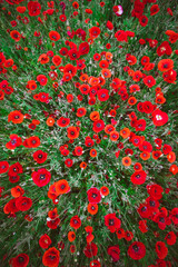 red poppy flowers