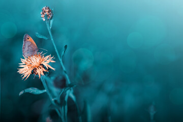 Fototapeta na wymiar Orange butterfly on purple cornflower in summer meadow.