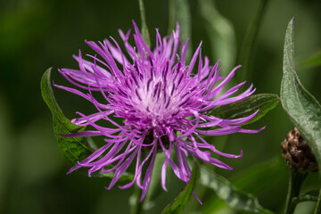 Kornblume, lila