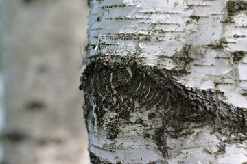 the trace of a twig on a birch trunk resembles an eye
