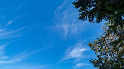 Cielo azzurro nuvole e cipressi
