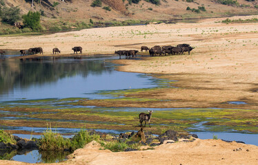 Wildlife - buffalo and waterbuck - in the Letaba River bed in the Kruger Park taken from the bridge...