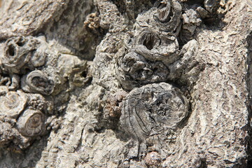 枝打ちの痕跡がたくさん残る樹皮