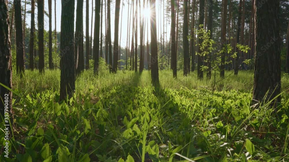 Poster walking through the sunny morning forest in the first rays of the sun. sun breaks through tree trunk