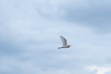 seagull in the sky
