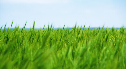 Close-up of a green field against a blue sky and clouds.