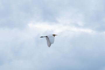 Obraz premium seagull in the sky