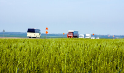 Green wheat field close-up. Cars are driving in the background.