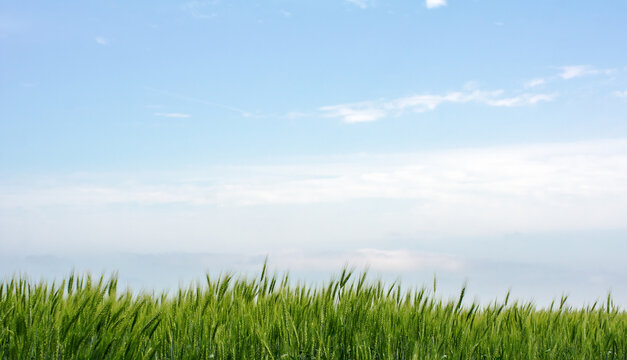 Green rye field against the blue sky. Young rye with grains in the wind.