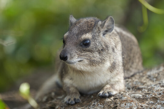 Rock Hyrax Procavia Capensis Cape Portrait Africa