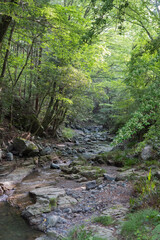 明るい沢の風景／埼玉県越生町