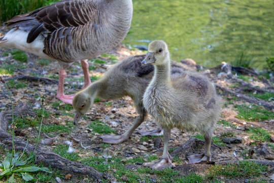 Entenk&uuml;ken Entenbaby Entenbaby