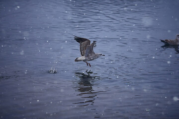 wintering birds / bird flock, winter lake, wild birds on winter lake, seasonal, migratory ducks