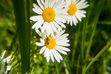 Beetle on a camomile flower