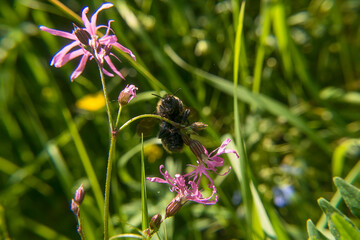 Bumblebee on Anemone Flower