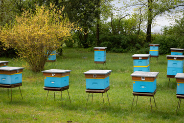 Hives in an apiary (Poland, Kaszuby region)