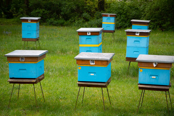 Hives in an apiary (Poland, Kaszuby region)