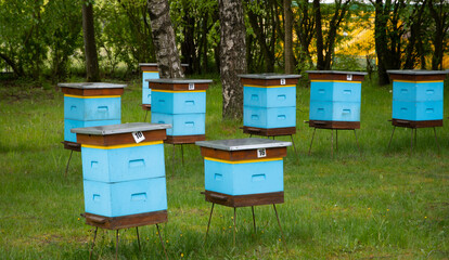 Hives in an apiary (Poland, Kaszuby region)