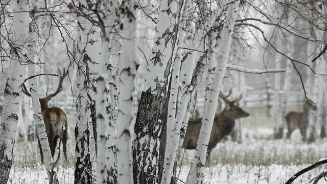 deer run through the winter forest