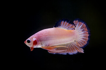 Fighting fish (Betta splendens) Fish with a beautiful array of colorful beauty.