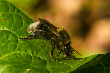 Bumblebee on a green leaf