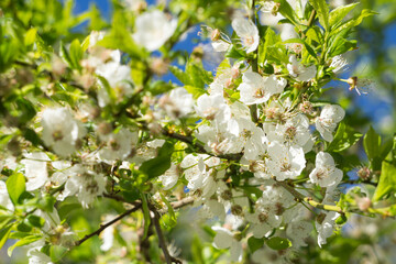 .Fruit trees in blossom in spring