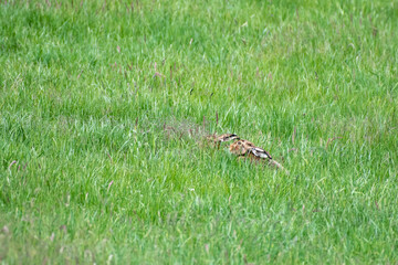 hares hiding in grass