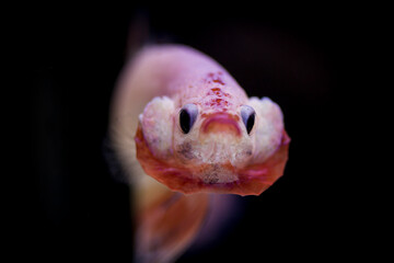 Fighting fish (Betta splendens) Fish with a beautiful array of colorful beauty.