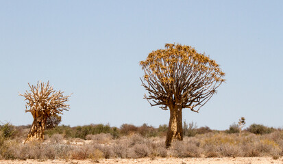 Ancient inhabitants of the arid desolate area near the Augrabies Falls  South Africa made their...