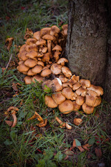 Lots of Armillaria mellea on a tree in the autumn forest close up