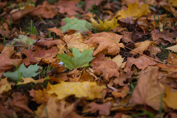 Old dry, many colorful autumn leaves forming a background. Dry maple leaves lie on the ground. 
