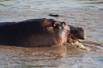Hippo Hippopotamus amphibious Africa Safari Portrait Water