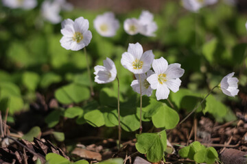 Several forest white Oxalis flowers close up in the forest