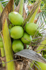 green coconut cluster
