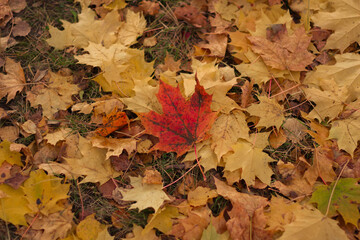 A lot of maple leaves, old dry, many colorful autumn leaves forming a background. Dry maple leaves lie on the ground. 