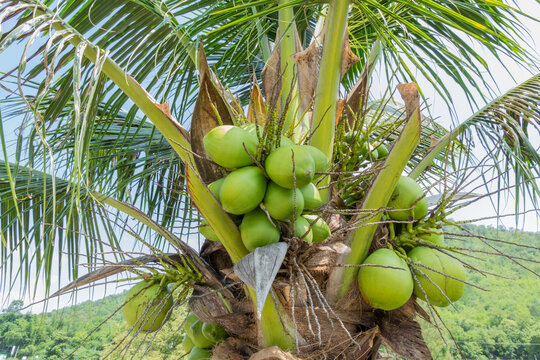 green coconut cluster