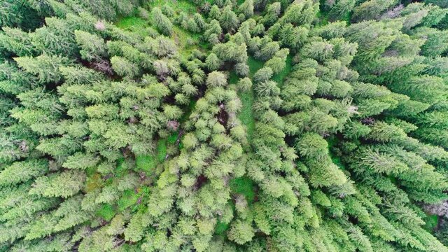 Aerial: Flying over a pine forest in the carpathian mountains of Romania.