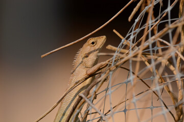 A chameleon perched on a branch
