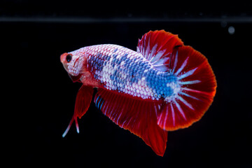 Fighting fish (Betta splendens) Fish with a beautiful array of colorful beauty.