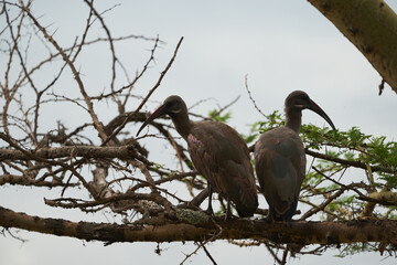 Hadeda ibis Bostrychia hagedash also called hadada Sub-Saharan Africa Kenya