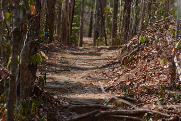 the way in forest 
