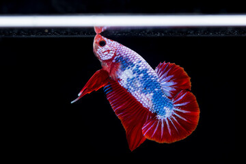 Fighting fish (Betta splendens) Fish with a beautiful array of colorful beauty.