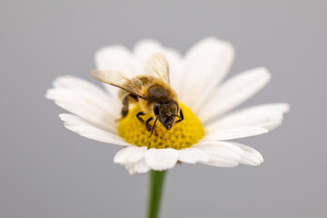Close-up of a bee on chamomile flower