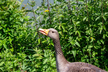 Ente Gans Enterich Enterich auf Stein Schimpfend