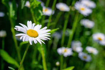 Field of chamomile flowers close up. Beautiful nature scene with blooming medical chamomile in daylight. Alternative medicine Spring Daisy. Beautiful meadow. Summer background.