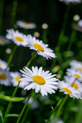 Field of chamomile flowers close up. Beautiful nature scene with blooming medical chamomile in daylight. Alternative medicine Spring Daisy. Beautiful meadow. Summer background.