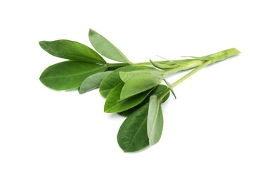 Peanut leaf isolated on white background.