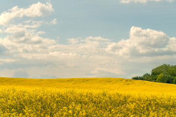 Fototapeta na wymiar beautiful field of bright yellow rapeseed on a Sunny summer day with gray clouds.