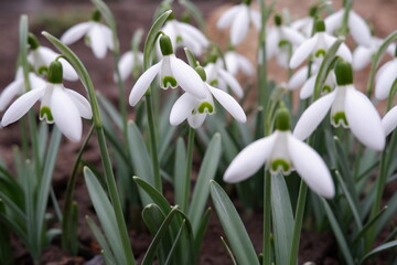 Obraz premium White snowdrops bloom in spring in the garden