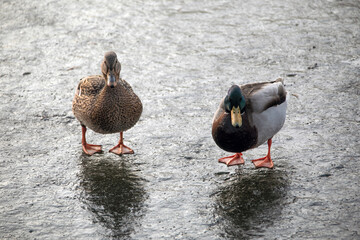 Duck and Drake on ice